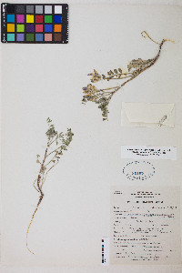 Astragalus lentiginosus var. diphysus image