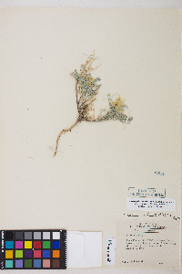 Astragalus lentiginosus var. fremontii image