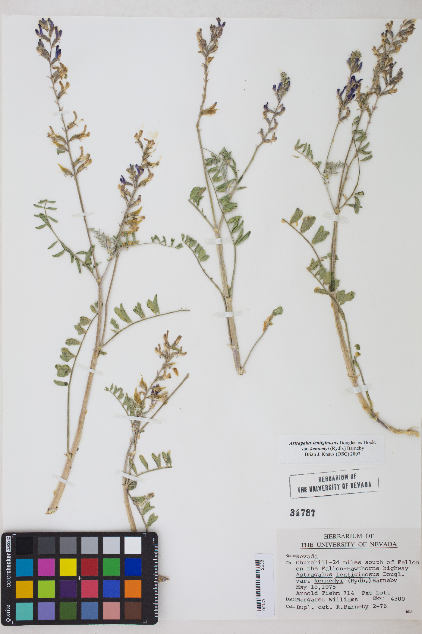 Astragalus lentiginosus var. kennedyi image