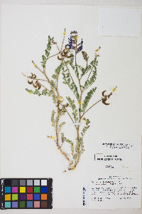 Astragalus lentiginosus var. palans image