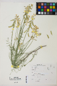 Astragalus filipes image