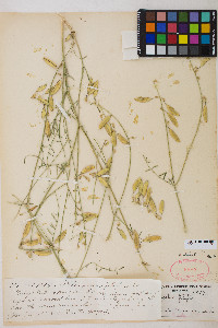 Astragalus filipes image