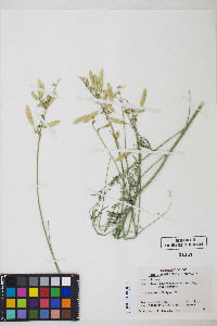 Astragalus filipes image