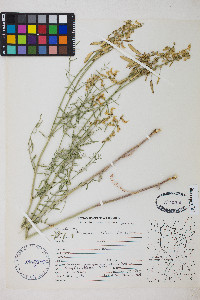 Astragalus filipes image