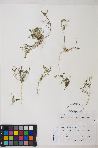 Astragalus emoryanus image