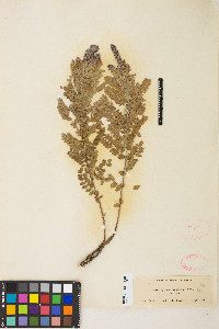 Amorpha canescens image