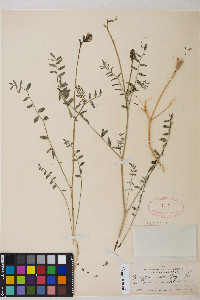 Astragalus eremiticus image