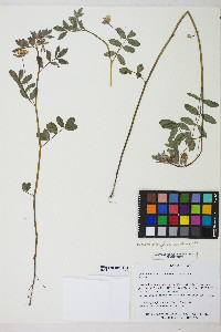 Lotus oblongifolius var. oblongifolius image