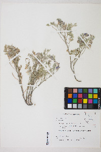 Astragalus pubentissimus image