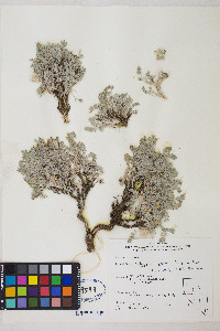 Astragalus purshii var. lectulus image