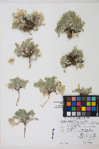 Astragalus purshii image