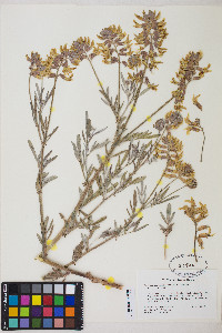 Astragalus hamiltonii image