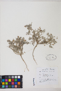 Astragalus sabulonum image