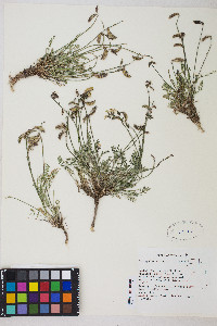 Astragalus salmonis image