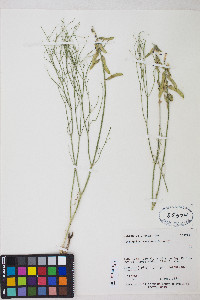 Astragalus saurinus image