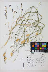 Astragalus serenoi var. serenoi image