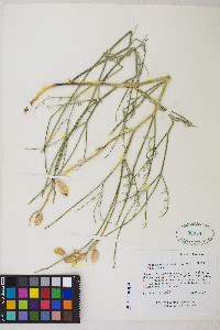Astragalus serenoi image