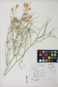 Astragalus serenoi image