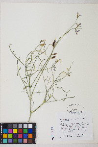 Astragalus serenoi image