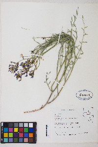 Astragalus serenoi image