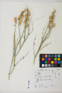 Astragalus serenoi image