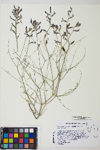 Astragalus serenoi image