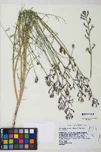 Astragalus serenoi image