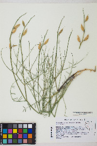 Astragalus serenoi var. serenoi image