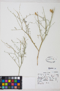 Astragalus serenoi var. serenoi image