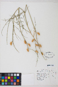 Astragalus serenoi image