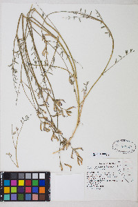 Astragalus serenoi image