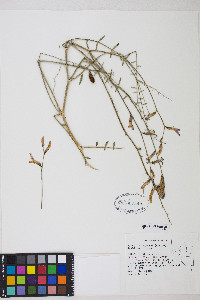 Astragalus serenoi var. serenoi image
