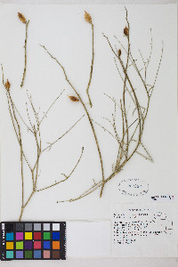 Astragalus serenoi image