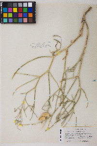 Astragalus serenoi image