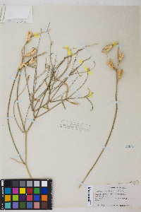 Astragalus serenoi image