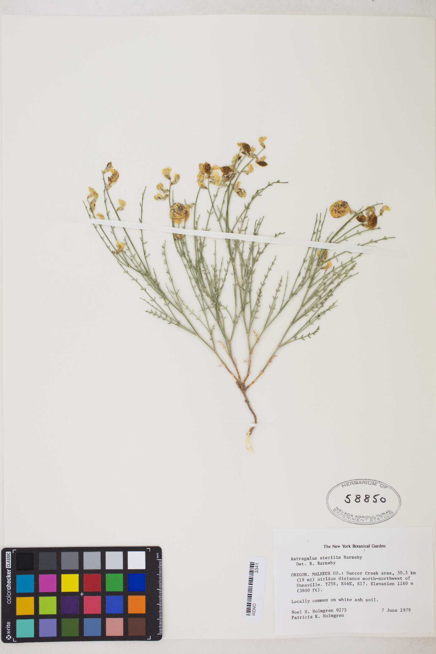 Astragalus cusickii var. sterilis image