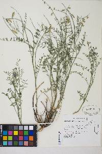 Astragalus straturensis image