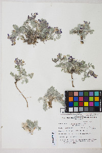 Astragalus purshii var. tinctus image