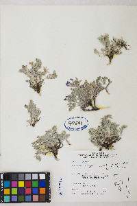 Astragalus purshii var. tinctus image