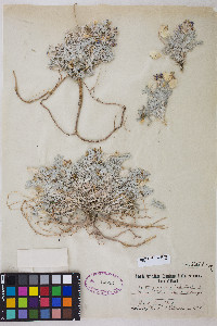 Astragalus purshii var. tinctus image