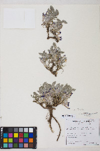 Astragalus purshii var. tinctus image