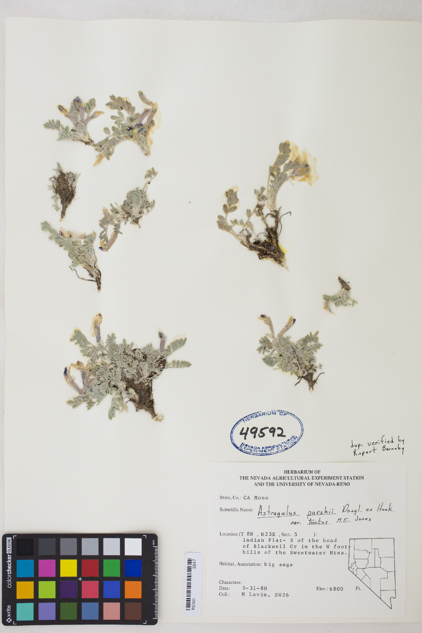 Astragalus purshii var. tinctus image