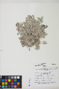 Astragalus purshii var. tinctus image