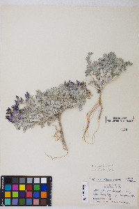 Astragalus purshii var. tinctus image