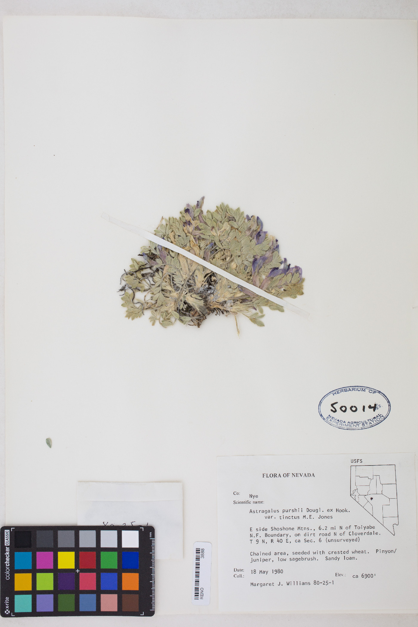 Astragalus purshii var. tinctus image