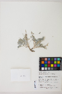 Astragalus tidestromii image