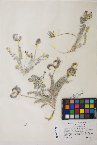 Astragalus tidestromii image