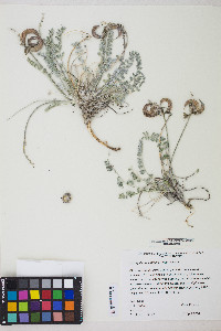 Astragalus tidestromii image