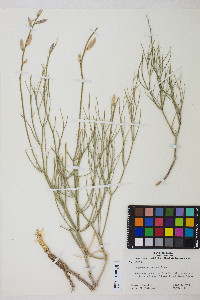 Astragalus toanus image