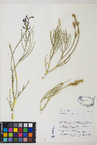 Astragalus toanus image